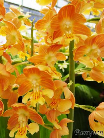 エビネ 蘭裕園 Ranyuen