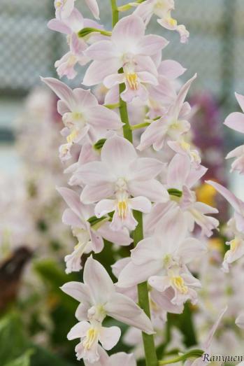 エビネ 蘭裕園 Ranyuen