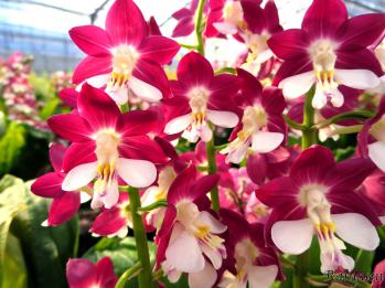 エビネ 蘭裕園 Ranyuen