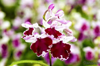 アワチドリ・夢ちどり 蘭裕園 Ranyuen