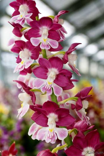 エビネ 蘭裕園 Ranyuen