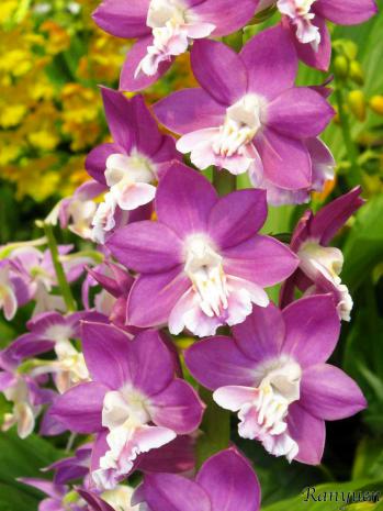 エビネ 蘭裕園 Ranyuen