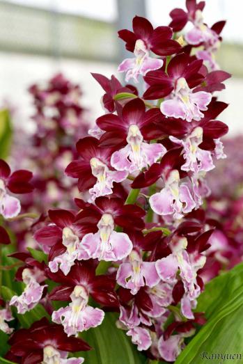 エビネ 蘭裕園 Ranyuen