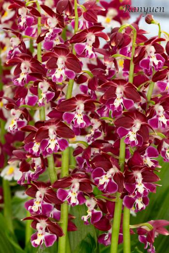 エビネ 蘭裕園 Ranyuen