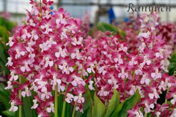 エビネ 蘭裕園 Ranyuen