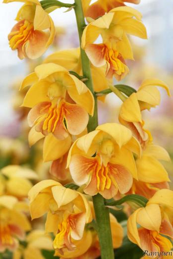 エビネ 蘭裕園 Ranyuen