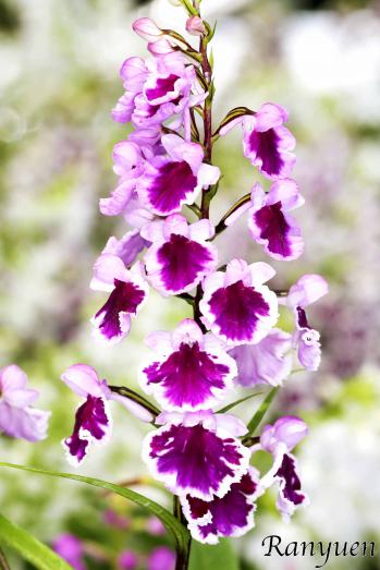 アワチドリ・夢ちどり 蘭裕園 Ranyuen
