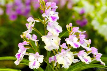 アワチドリ・夢ちどり 蘭裕園 Ranyuen