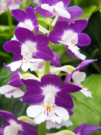 エビネ 蘭裕園 Ranyuen