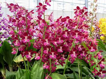 エビネ 蘭裕園 Ranyuen