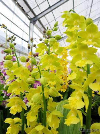 エビネ 蘭裕園 Ranyuen