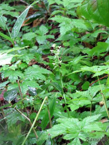 オオヤマサギソウ 蘭裕園 Ranyuen