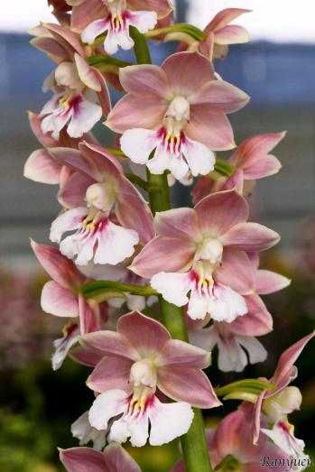 エビネ 蘭裕園 Ranyuen