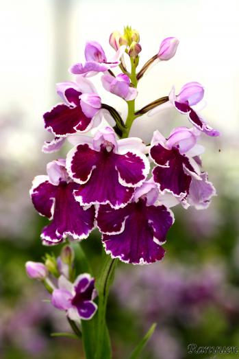 アワチドリ・夢ちどり 蘭裕園 Ranyuen