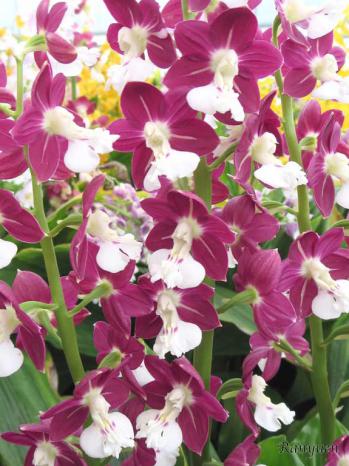 エビネ 蘭裕園 Ranyuen