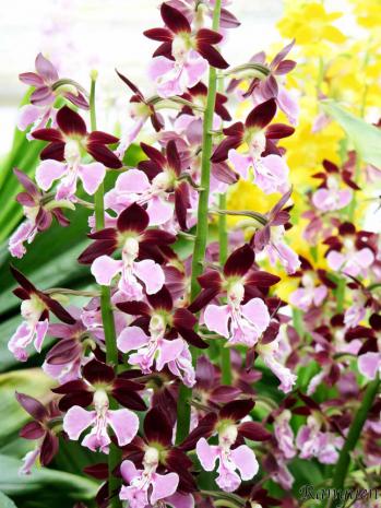 エビネ 蘭裕園 Ranyuen