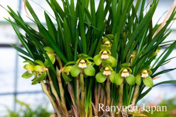 春蘭 蘭裕園 Ranyuen