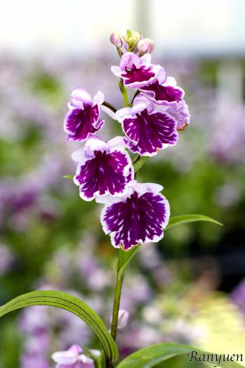 アワチドリ・夢ちどり 蘭裕園 Ranyuen