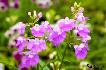 アワチドリ・夢ちどり 蘭裕園 Ranyuen