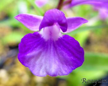 アワチドリ・夢ちどり 蘭裕園 Ranyuen