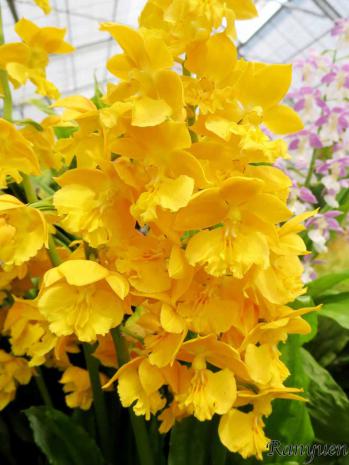 エビネ 蘭裕園 Ranyuen