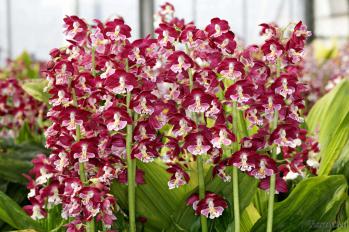 エビネ 蘭裕園 Ranyuen