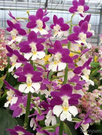 エビネ 蘭裕園 Ranyuen