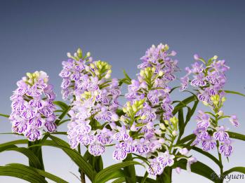 アワチドリ・夢ちどり 蘭裕園 Ranyuen