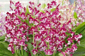 エビネ 蘭裕園 Ranyuen