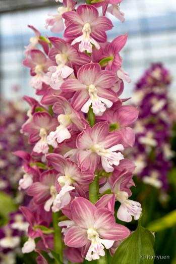 エビネ 蘭裕園 Ranyuen