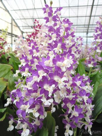 Calanthe Ranyuen