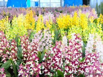 エビネ 蘭裕園 Ranyuen