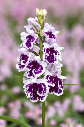 アワチドリ・夢ちどり 蘭裕園 Ranyuen