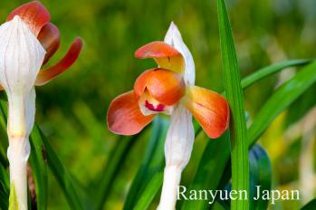 春蘭 蘭裕園 Ranyuen