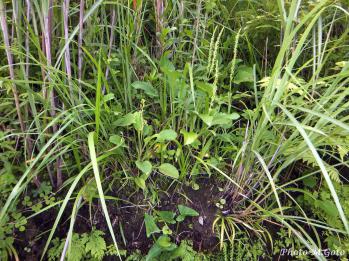 ムカゴソウ 蘭裕園 Ranyuen