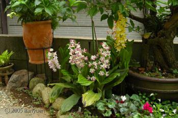 蘭裕園スタイル 蘭裕園 Ranyuen