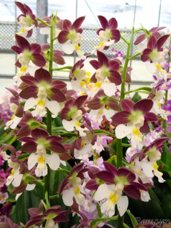 エビネ 蘭裕園 Ranyuen