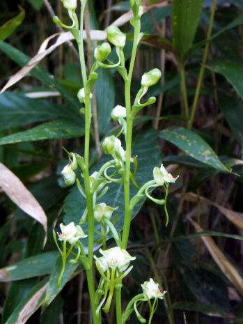 ミズトンボ 蘭裕園 Ranyuen