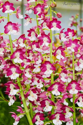 エビネ 蘭裕園 Ranyuen