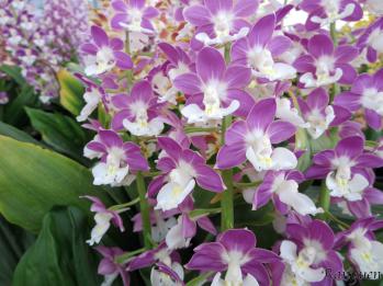 エビネ 蘭裕園 Ranyuen