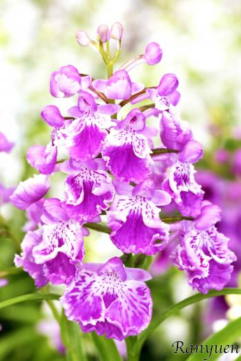 アワチドリ・夢ちどり 蘭裕園 Ranyuen