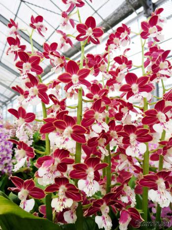 エビネ 蘭裕園 Ranyuen