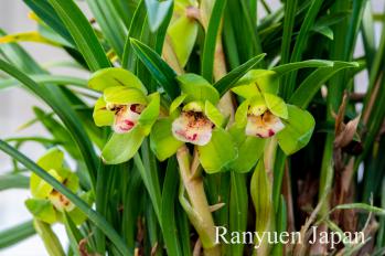 春蘭 蘭裕園 Ranyuen