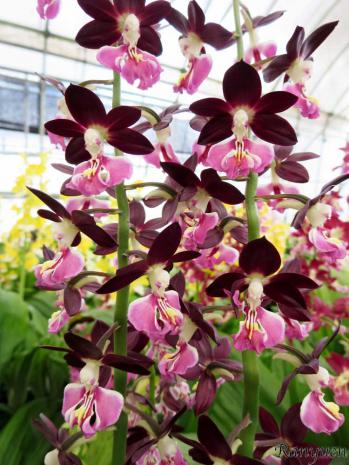 エビネ 蘭裕園 Ranyuen