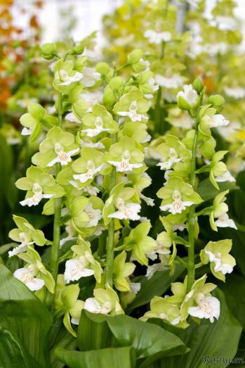 エビネ 蘭裕園 Ranyuen