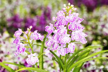 アワチドリ・夢ちどり 蘭裕園 Ranyuen