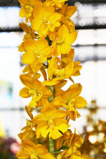 エビネ 蘭裕園 Ranyuen