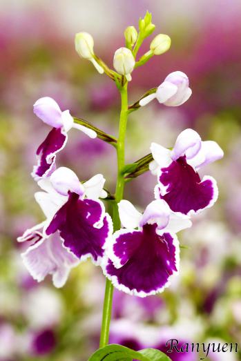 アワチドリ・夢ちどり 蘭裕園 Ranyuen