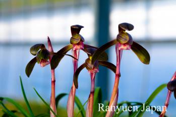 春蘭 蘭裕園 Ranyuen