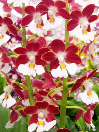 エビネ 蘭裕園 Ranyuen